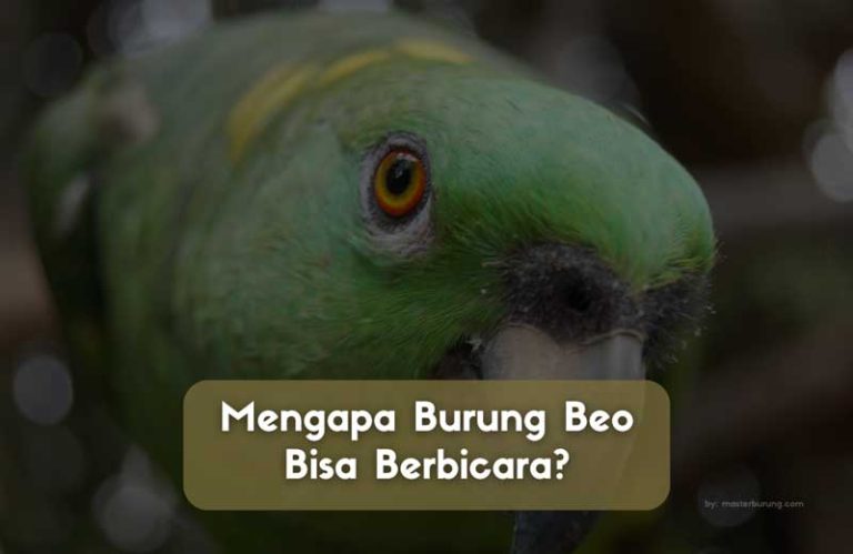 burung beo berbicara