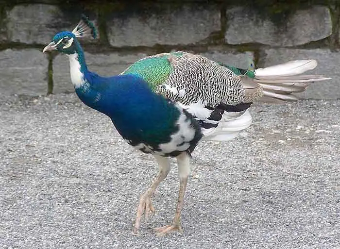 Merak Blorok (Pied peacock)