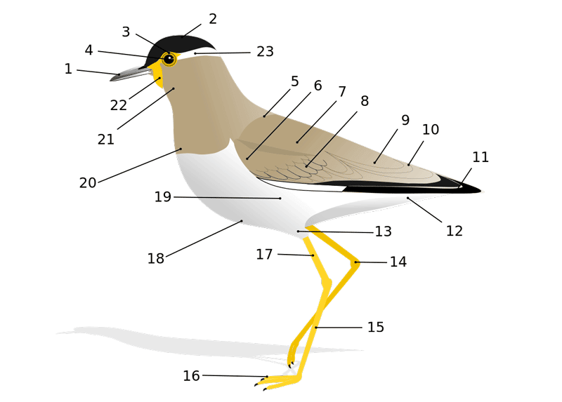 fungsi bagian tubuh burung