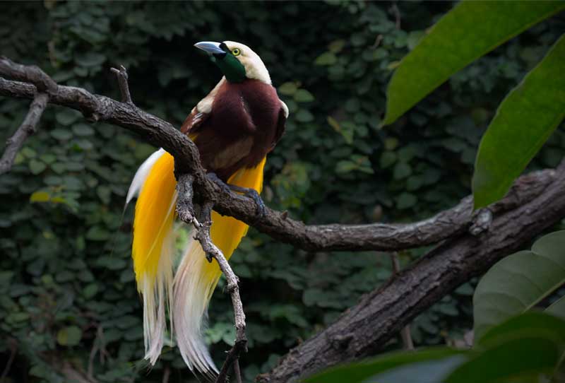 burung cenderawasih