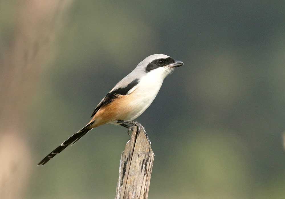 gambar burung cendet jantan