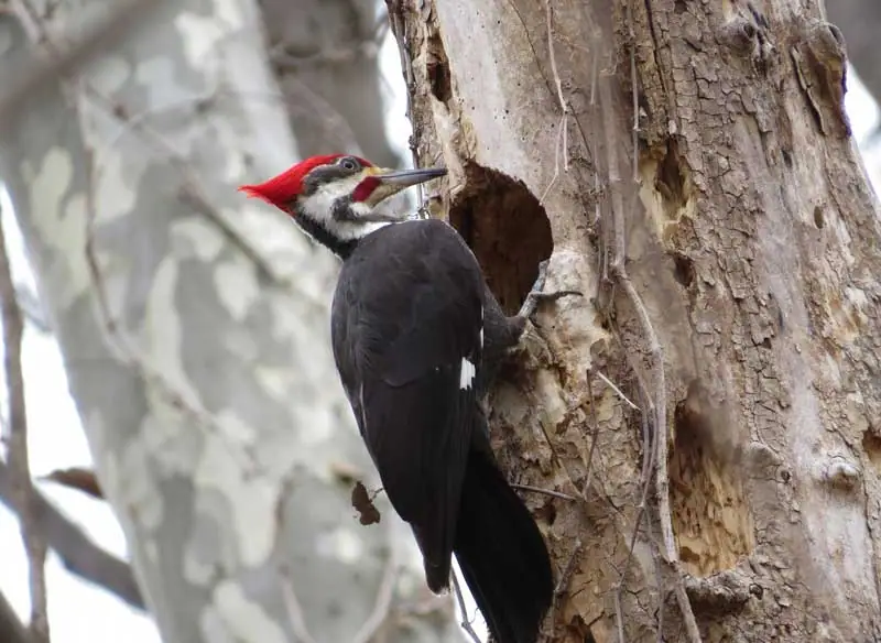 burung pelatuk