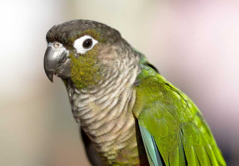 Parkit Pipi Hijau (Green-Cheeked Parakeeta)