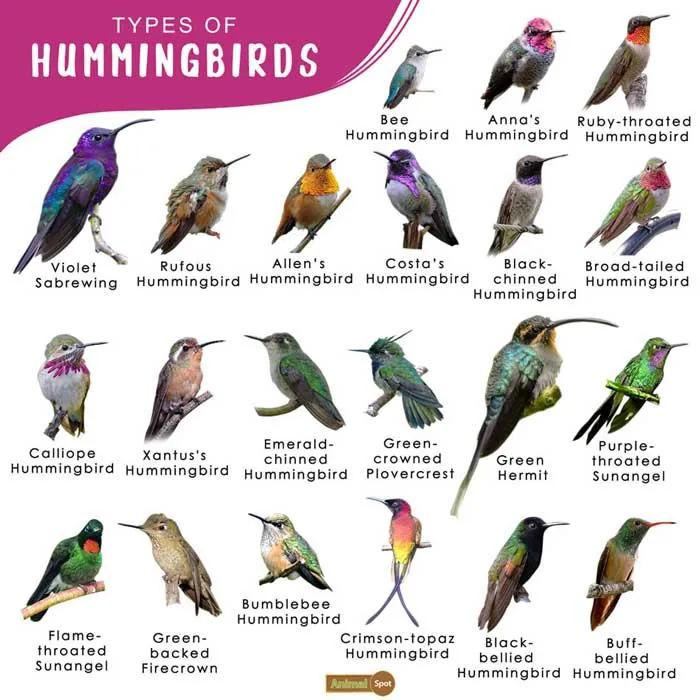 burung-kolibri-jenis-harga-makanan-dan-keunikannya