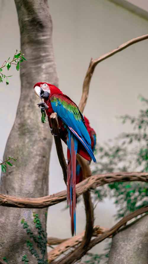 burung macaw