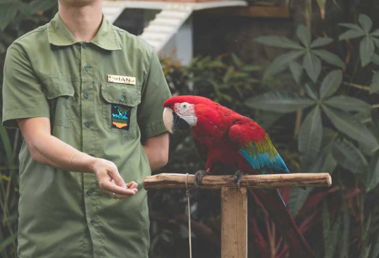 melatih burung paruh bengkok