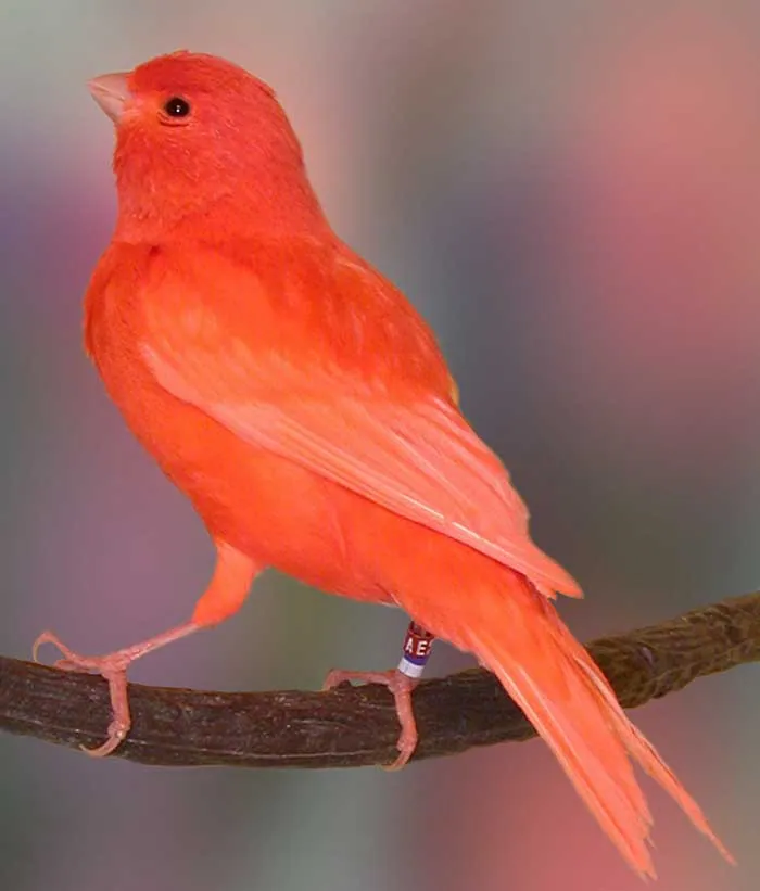 Burung kenari Merah