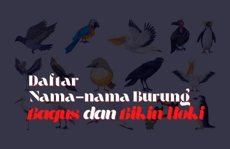 Nama Untuk Burung Peliharaan Dan Artinya