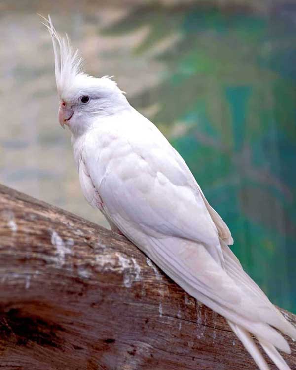 parkit australian (albino)