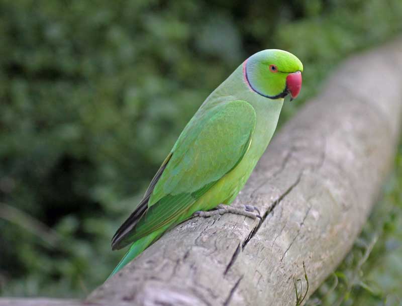 Parkit Cincin Mawar (Rose-ringed parakeet)