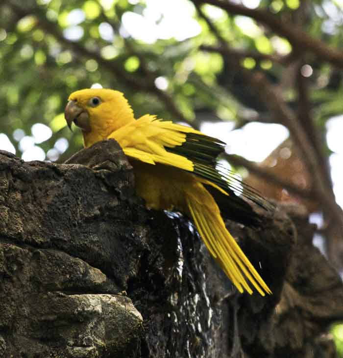 Parkit Emas (Golden Parakeet)