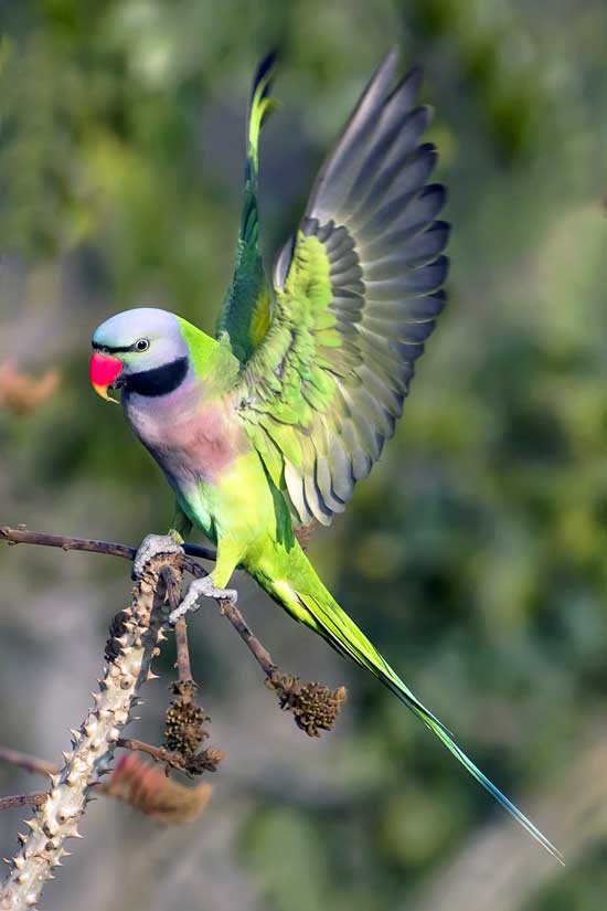 Parkit Kumis (Red-breasted parakeet)
