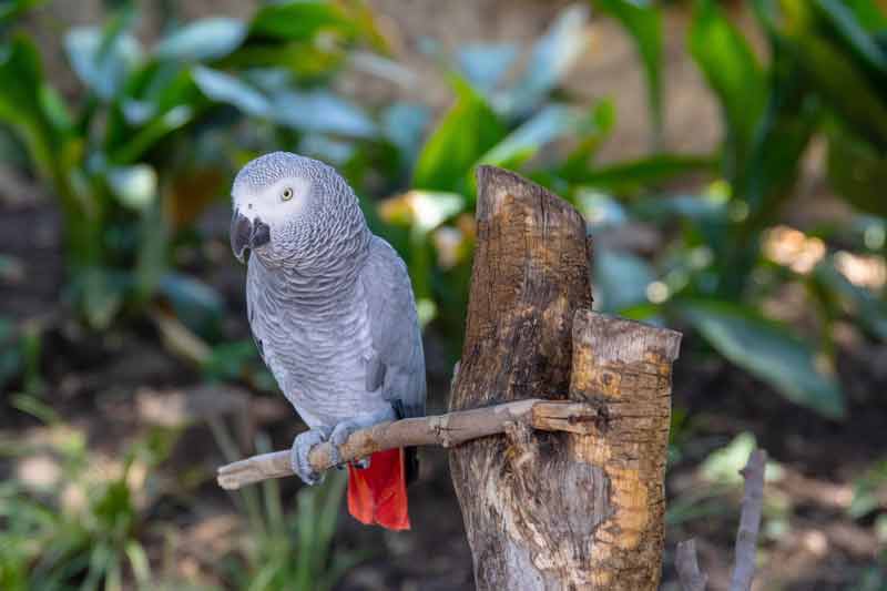 parrot afrika