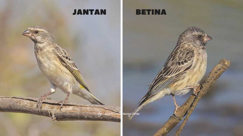 perbedaan burung blackthroat jantan dan betina