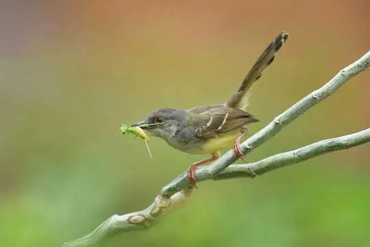 Prenjak Jawa atau ciblek (Prinia familiaris)