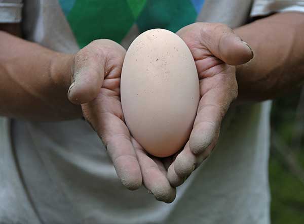 telur burung maleo