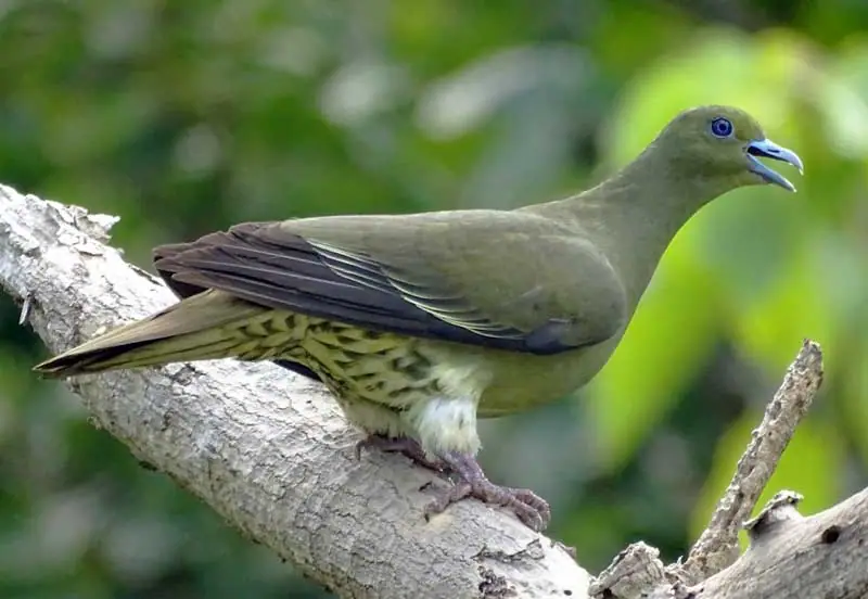 Taiwan green pigeon (Treron formosae)