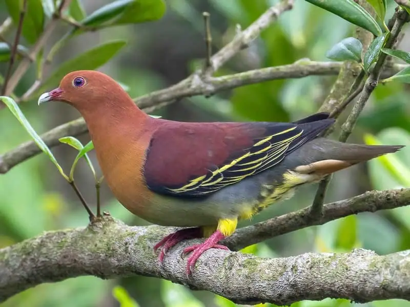 Punai Bakau (Treron fulvicollis)