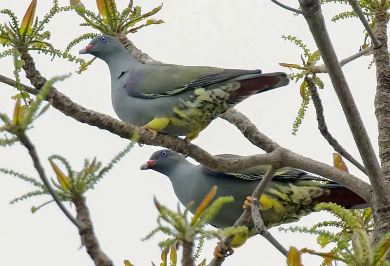 Pemba green pigeon (Treron pembaensis)