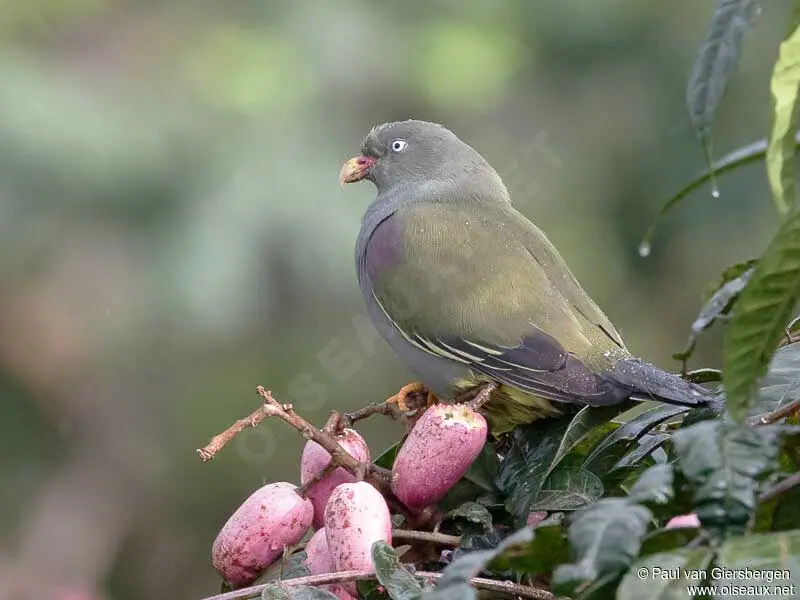 São Tomé green pigeon (Treron sanctithomae)