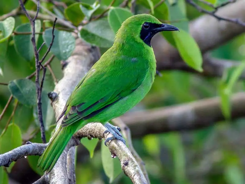 burung cica daun