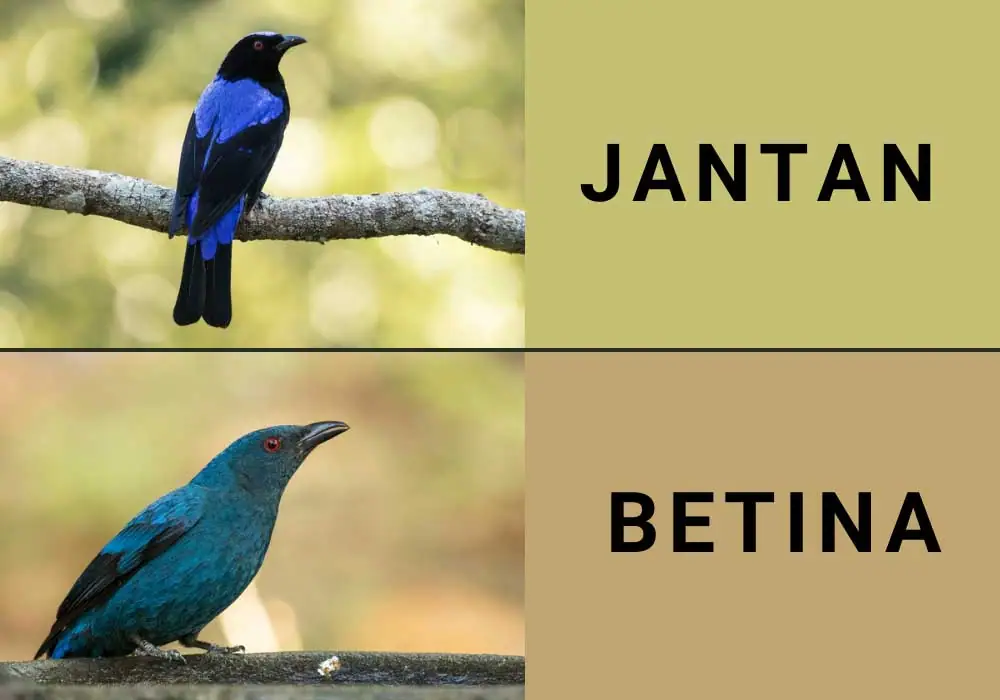 perbedaan kelamin jantan dan betina burung cucak biru