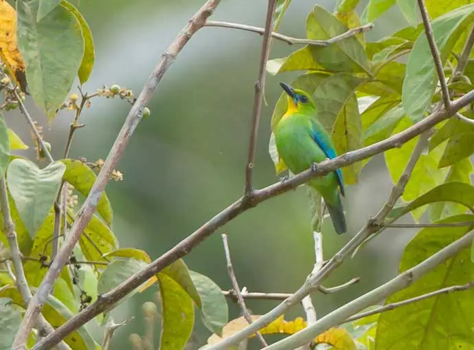 Cucak Ijo Palawan (Chloropsis palawanensis)