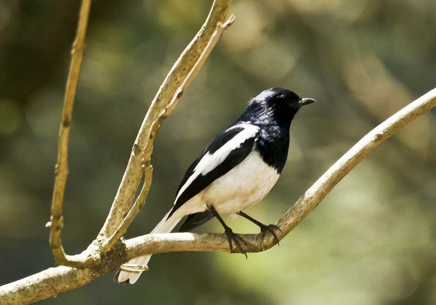 Burung Kacer Madagaskar 