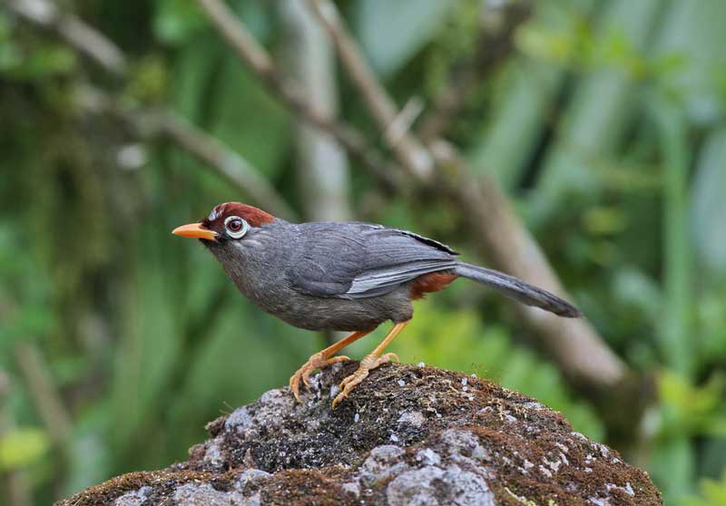 Poksay Genting / Mandarin (Chestnut-capped laughingthrush)