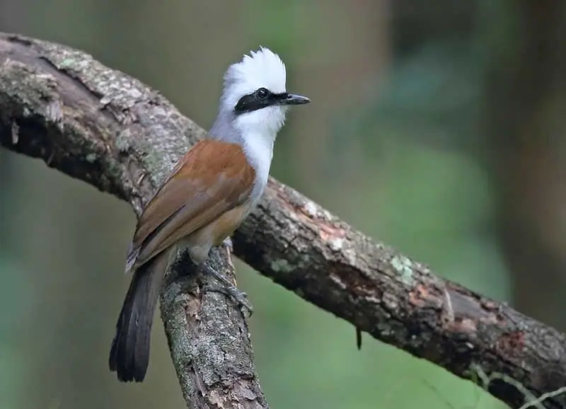 burung poksay jambul