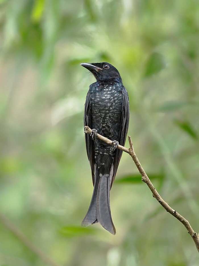 Srigungting Gagak / Crow-billed drongo (Dicrurus annectans)