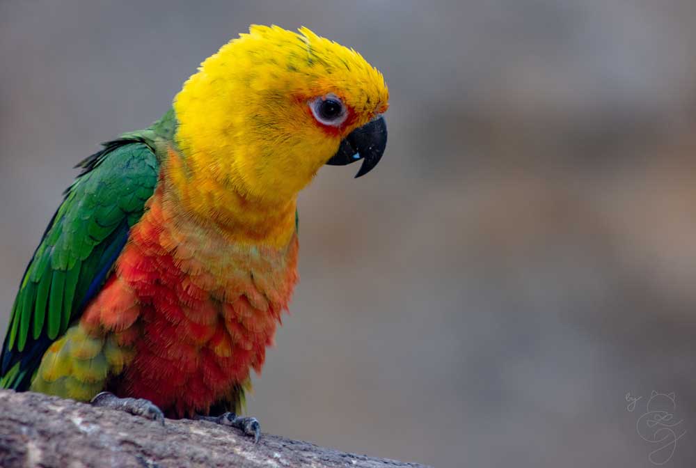Jenday Conure / Jandaya parakeet (Aratinga jandaya)