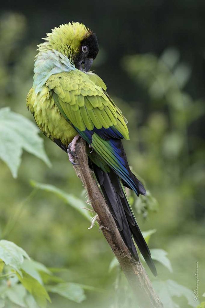Sun Conure Nanday / Nanday parakeet (Aratinga nenday)