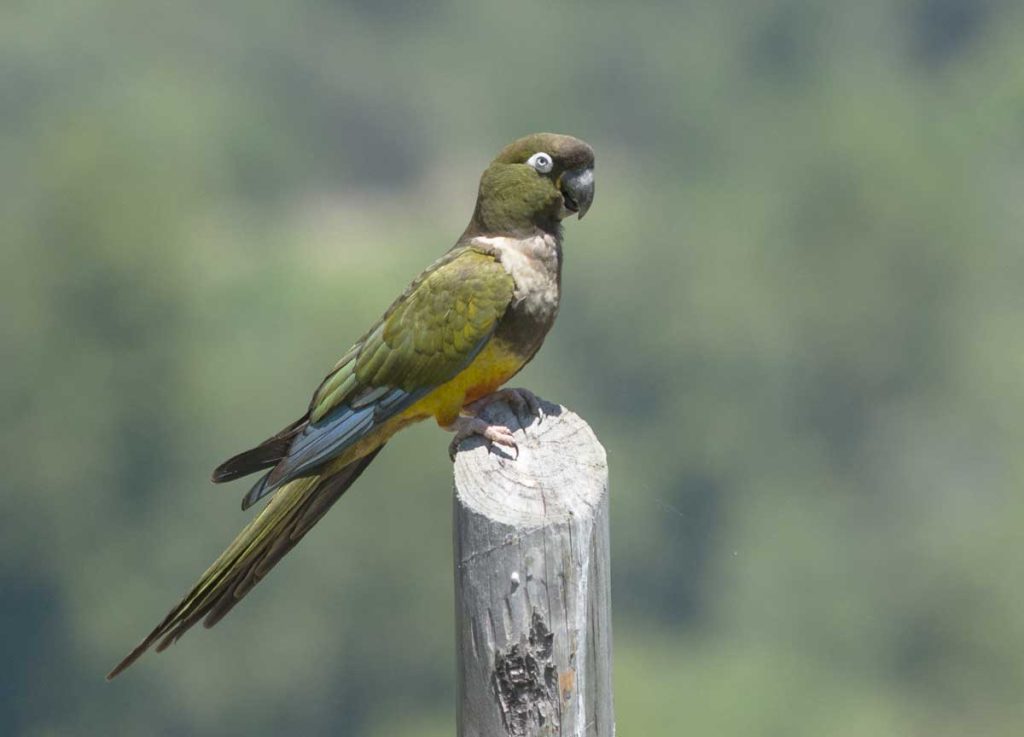 Patagonian Conure / Burrowing parrot (Cyanoliseus patagonus)