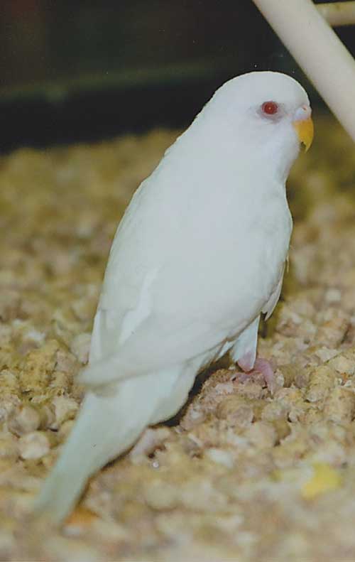 parkit albino mata merah
